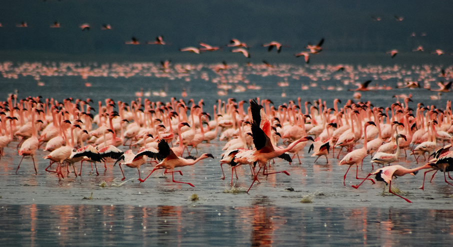 4 Days - Mombasa fly to Nairobi drive to Mara and Lake Nakuru
